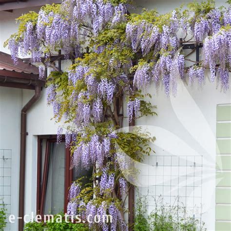 Wisteria Floribunda Ludwik Lawin Glicynia Kwiecista E CLEMATIS