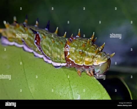 Caterpillar Of Orchard Swallowtail Butterfly Papilio Aegeus Eating A Leaf On A Lemon Tree