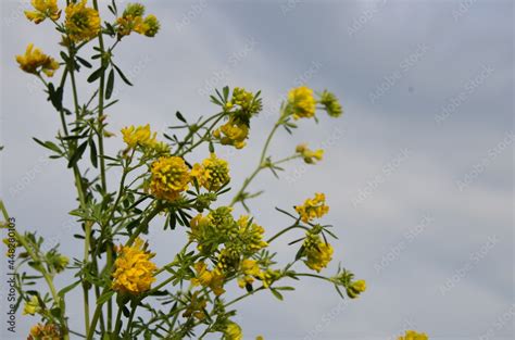 Alfalfa Sickle Medicago Falcata Blooms In Nature In Nature Alfalfa