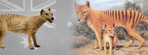 The Tasmanian Wolf Wolf Stuff