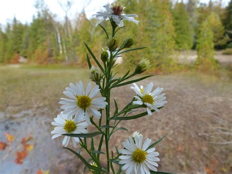 Hairy White Oldfield Aster Wildflowers Of Thousand Hills State Park