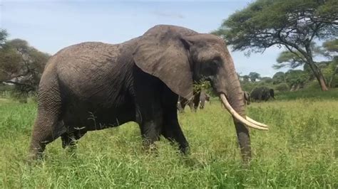 Awesome Elephants Youtube