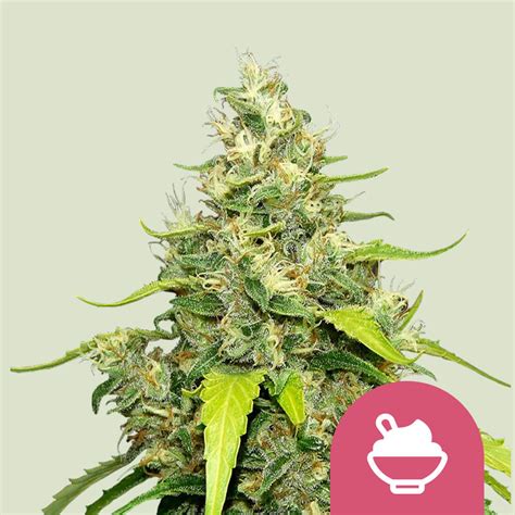 Adquira Sementes De Can Bis Feminizada Blue Gelato Royal Queen Seeds