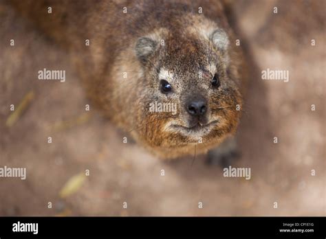 African Rodent Hi Res Stock Photography And Images Alamy
