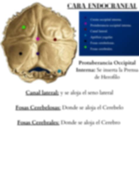 Solution Hueso Occipital Reparos Anatomicos Constitucion Y Elementos