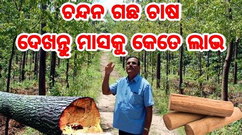 Chandan Tree Farming Explained In Odia How To Start Grow Care