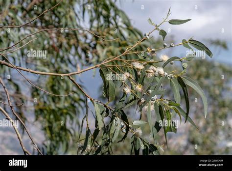 Common Fever Tree Eucalyptus Tree Blue Eucalyptus Common Eucalyptus