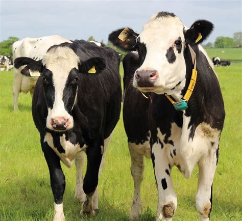 Pin by Michele Lea ONeill on cows | Holstein cows, Suffolk sheep, Cattle