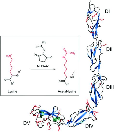 Lysine Acetylation Mechanism