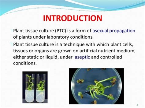 Plant Tissue Culture