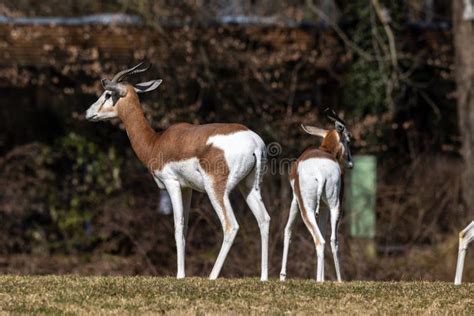 Dama Gazelle, Gazella Dama Mhorr or Mhorr Gazelle is a Species of Gazelle Stock Image - Image of ...