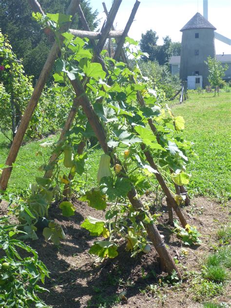 Cultiver Legumes En Bac Epingle Sur Videos Jardins Et Potagers