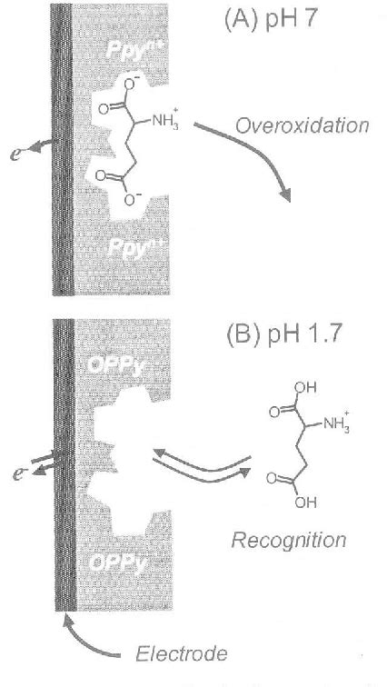 Figure I From Enantioselective Uptake Of Amino Acids With Molecularly