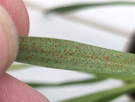 Steven Simpfendorfer On Twitter Amazing To See Pbicobbitty Thegrdc