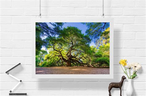 Angel Oak Tree Fine Art Print, Tree of Life, Nature Photography, North ...