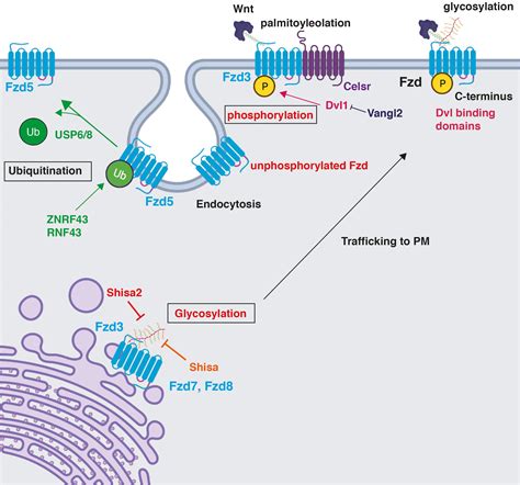 Frontiers A Role For Frizzled And Their Post Translational