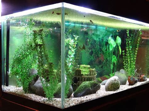 How To Care For Snails In A Fish Tank? - A2Z Pets Info