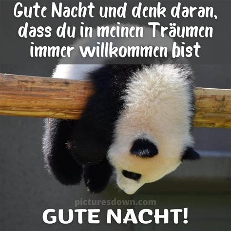 Lustige Gute Nacht Bild Panda Kostenlos