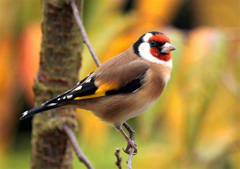 Goldfinch Tattoos