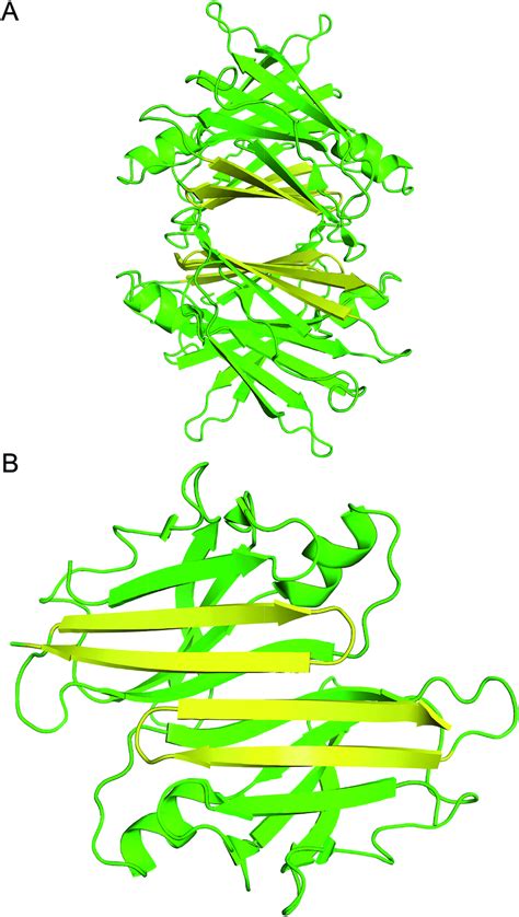 ray crystallographic structure   ttr tetramer   hairpin