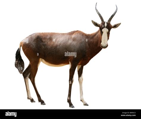 Blesbok Damaliscus Dorcas Hi Res Stock Photography And Images Alamy