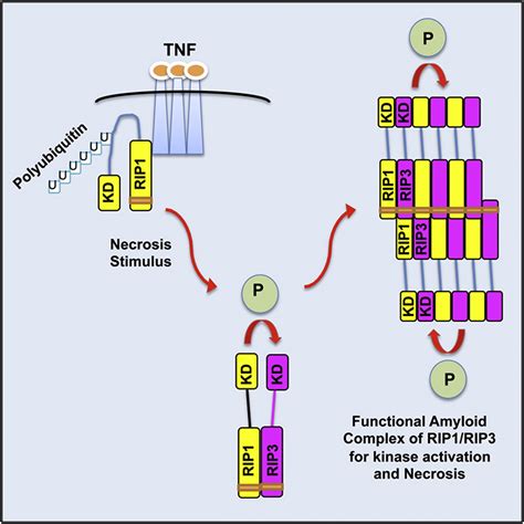 The Rip1rip3 Necrosome Forms A Functional Amyloid Signaling Complex