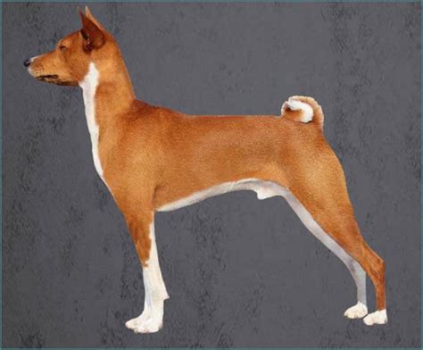 Basenji Grooming