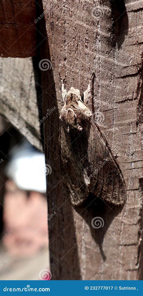 Brown Camouflage Moth Close Up Shoot Stock Image Image Of Camouflage Camouflaged 232777017