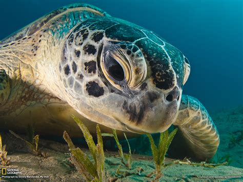 Sea Turtle Wallpaper 1600x1200 40873