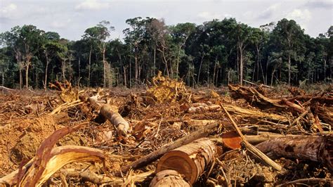 Existenzielle Katastrophe Regenwald Am Amazonas Wird Abgeholzt Wie