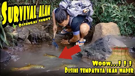 Waktu Yang Tepat Mencari Ikan Di Saat Parit Surut Dapat Ikan Wader