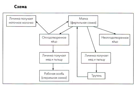 ЕГЭ Биология: Партеногенез