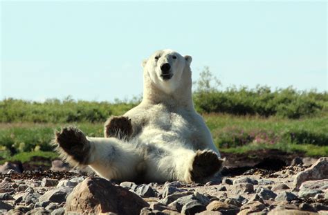 How To Keep Fit And Stay Churchill Wild On Your Polar Bear Safari