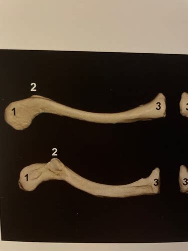 Clavicle And Sternum Bones Flashcards Quizlet