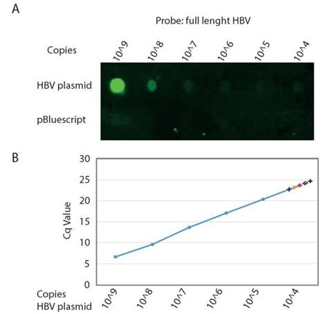 Figures And Data In Application Of Human Liver Organoids As A Patient