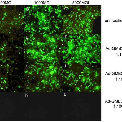 Fluorescence Photomicrographs Of Primary Cultured Corneal Epithelial