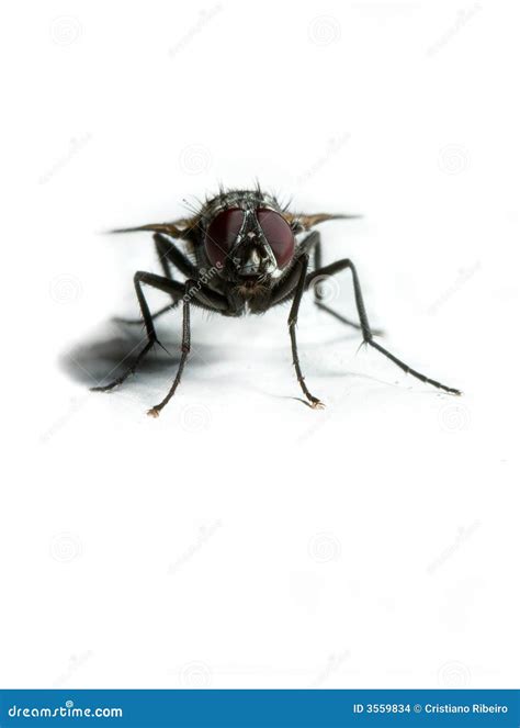 Housefly stock photo. Image of insectiside, sickness, space - 3559834