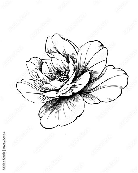 Hand Drawn Flower Peony Line Art On White Background Idea For A