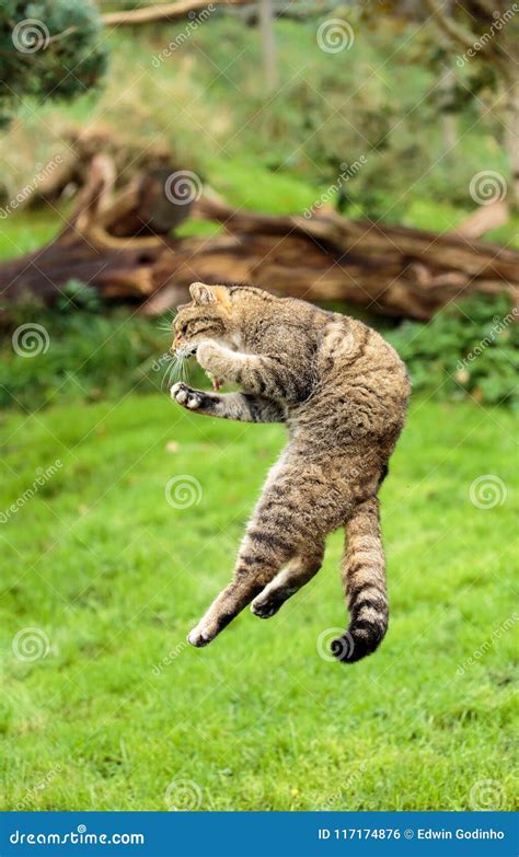 The Scottish Wildcat or Highlands Tiger Jumping To Grab Prey Stock Photo - Image of carnivora ...