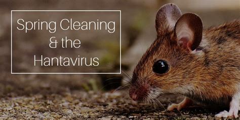 Spring Cleaning And The Hantavirus Fresno CA Clovis CA