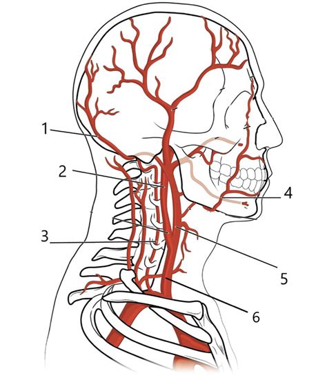 Cephalic/Head arteries Diagram | Quizlet