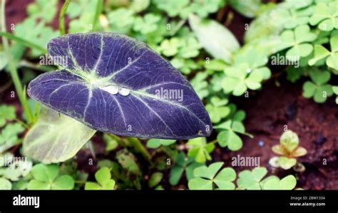 Taro Flower Hi Res Stock Photography And Images Alamy