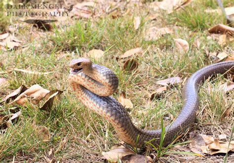 Eastern Brown Snake Pseudonaja Textilis Dale Mengel Photography