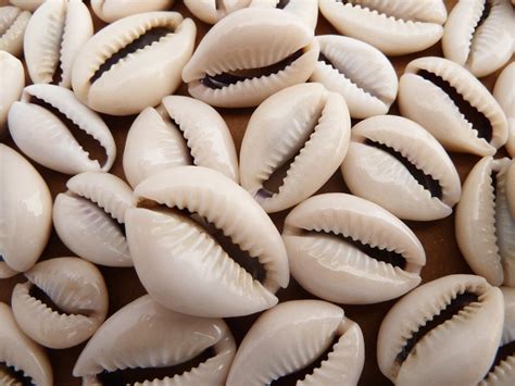 Cowrie Shells Cut Cowries Seashell Beads 50 Pcs By Hempbeadery