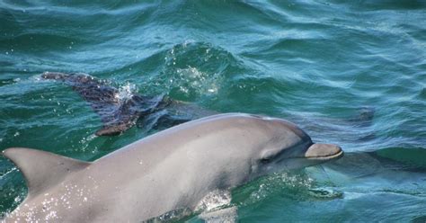 Excursión de un día a Port Stephens desde Sídney con guía de habla