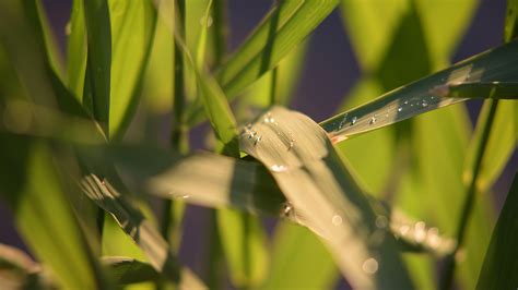 Wallpaper Sunlight Depth Of Field Nature Water Drops Branch Insect Green Leaf Flower