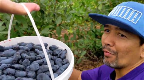 Haskap Berry Farm Alberta Canada Youtube