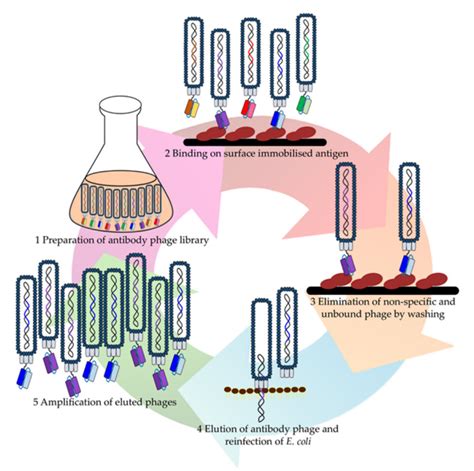 Phage Display And Antibody Library Sino Biological 48 Off