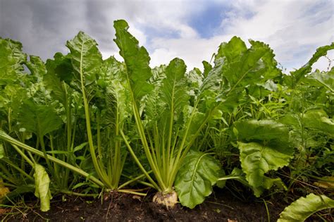 Usda Forecasts 2023 Sugar Beet Plantings Down 4 2 Food Business News