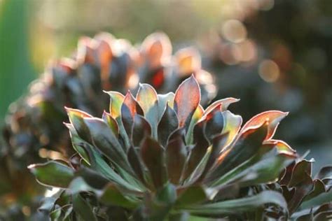 Best Succulents For Terrariums Factors To Know Before Buying